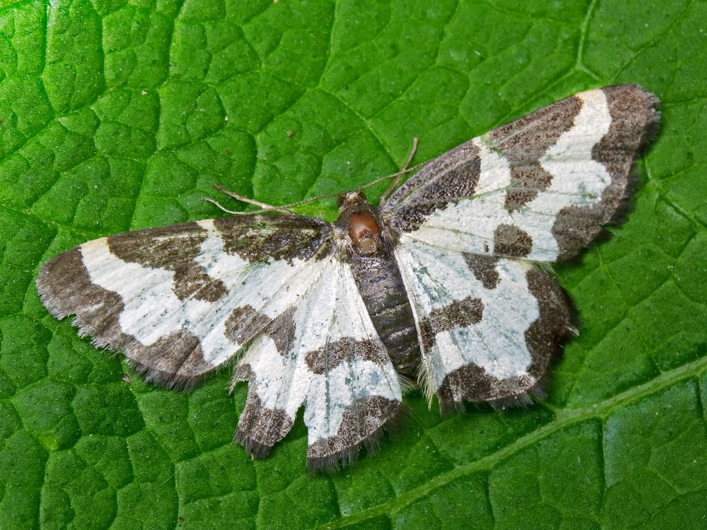 Lomaspilis marginata (Linnaeus, 1758)